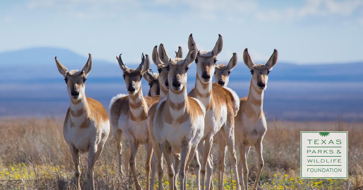 Wildlife Parks In Texas