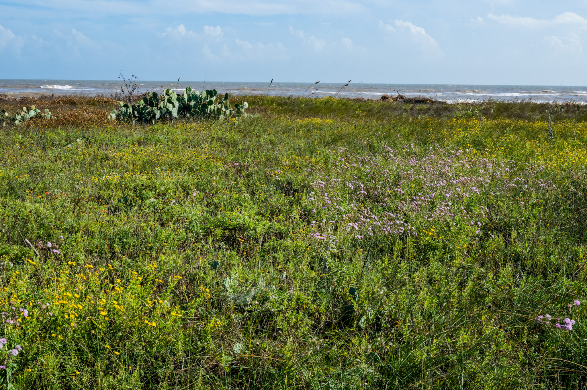 Matagorda Peninsula - Texas Parks and Wildlife Foundation